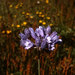 Brodiaea douglasii var. howellii, Jackson County, Oregon