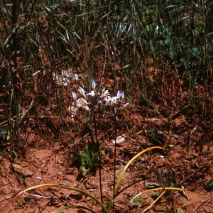 Brodiaea hendersonii, Jackson County, Oregon
