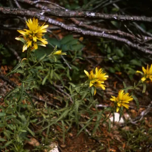 Castilleja pruinosa, Josephine County, Oregon