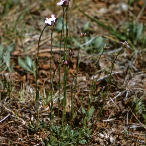 Arabis divaricarpa var. interposita, Josephine County, Oregon