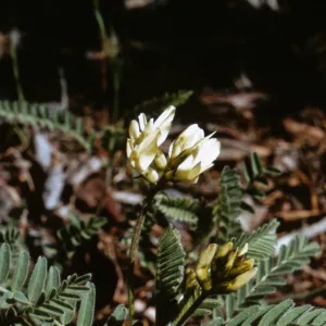 Astragalus accidens var. hendersonii, Jackson County, Oregon