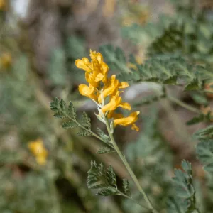 Corydalis aurea, Yukon Territory