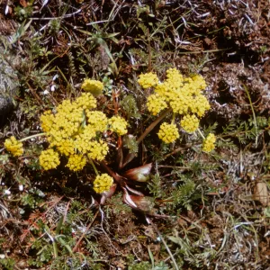 Lomatium tracyi, Jackson County, Oregon