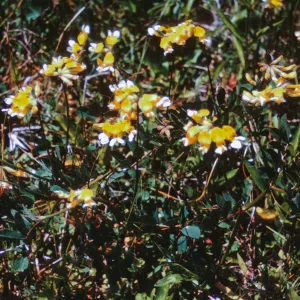 Lotus pinnatus, Josephine County, Oregon