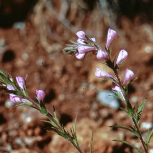 Orthocarpus bracteosus, Josephine County, Oregon