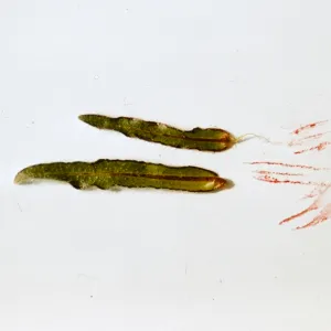 Plagiobothrys fulvus, Jackson County, Oregon, showing magenta ribs