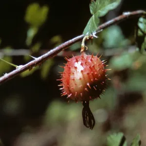 Ribes marshallii, Josephine County, Oregon