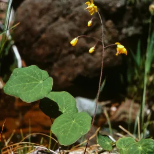 Vancouveria chrysantha, Josephine County, Oregon