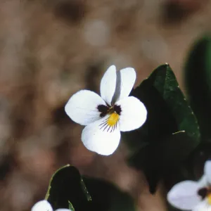 Viola cuneata, Josephine County, Oregon
