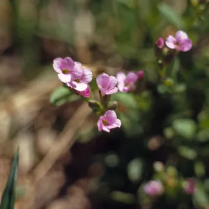 Arabis microphylla, Wallowa County, Oregon