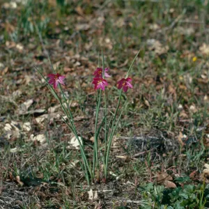 Sisyrinchium douglasii, Grass willows, Josephine County, Oregon