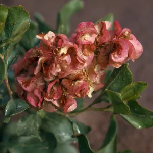 Rumex venosus, Veined Dock, Southeastern Oregon