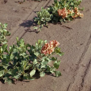 Rumex venosus, Veined Dock, Southeastern Oregon
