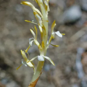 Corallorhiza mertensiana, Mertens Coara-root, Del Norte County, California
