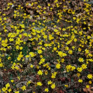 Crocidium multicaule, gold star, Grants Pass, Oregon