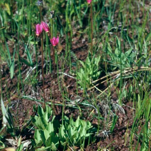 Dodecatheon parviflorum, greene, shooting star, Cove Junction, Oregon