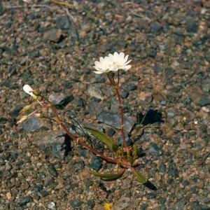 Lewisia oppositifolia, Josephine County, Oregon