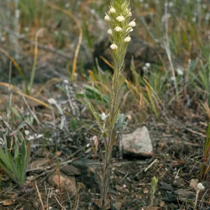 Orthocarpus hispidus, Sexton Mountain