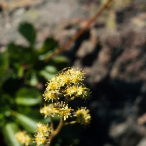 Saxifraga fragarioides, strawberry saxifrage, Del Norte County, California