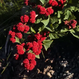 Chenopodium capitatum, strawberry blite, Rampart Camp, Canada