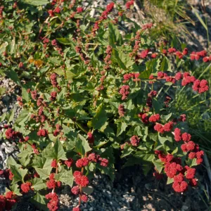Chenopodium capitatum, strawberry blite, Rampart Camp, Canada