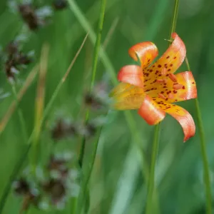 Lilium parvum, Sierra tiger lily, Mono County, California