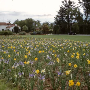 iris, daffodils, Mission Garden, Santa Barbara