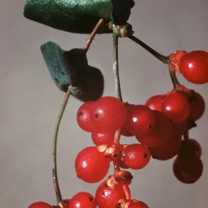 Lonicera, fruit, Volcano, Amador County