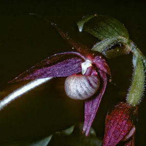 Cypripedium fasciculatum, Dorothy King Young