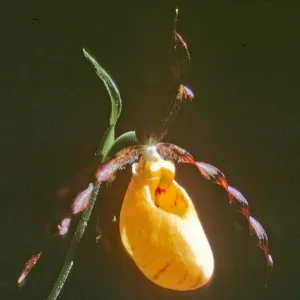 Cypripedium fasciculatum, lady slipper, Dorothy King Young