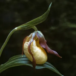 Cypripedium fasciculatum, lady slipper, Dorothy King Young