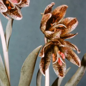 Fritillaria purdyi, Mt Vulcan, Oregon, Dorothy King Young