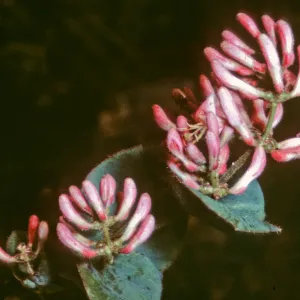 Lonicera hispidula, Dorothy King Young