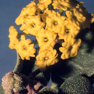 Abronia latifolia