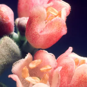 Symphoricarpos parishii