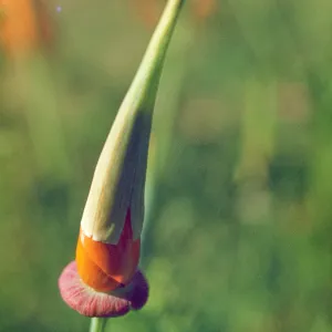 Eschscholzia californica