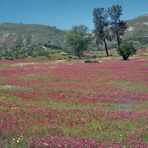 Field of Orthocarpus, Shell Creek, San Luis Obispo County