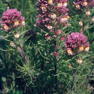 Orthocarpus purpurascens