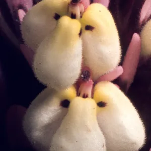 Orthocarpus purpurascens var. pallidus