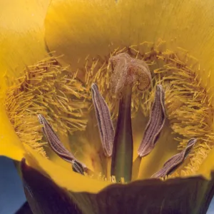Calochortus clavatus