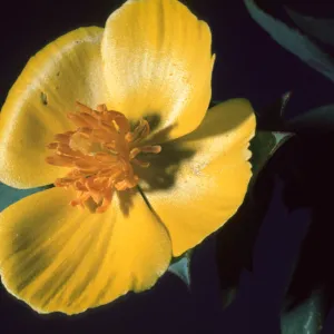 Dendromecon rigida