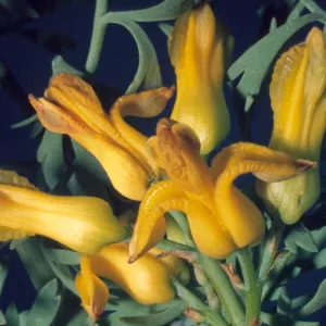 Dicentra chrysantha