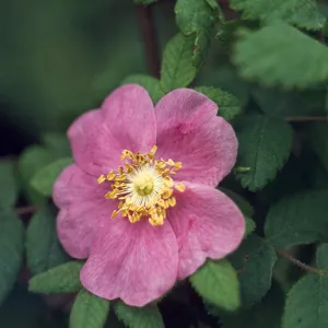 Rosa californica