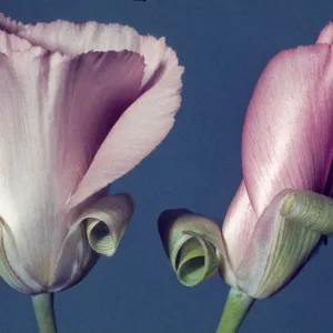 Calochortus splendens