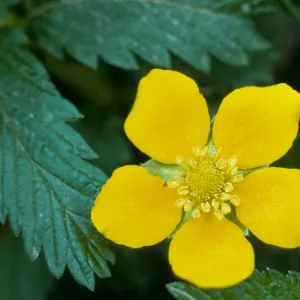 Potentilla egedii ssp. grandis