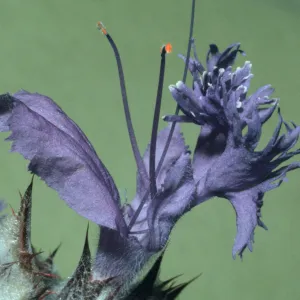 Salvia carduacea (Thistle Sage)