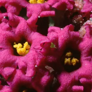 Abronia maritima