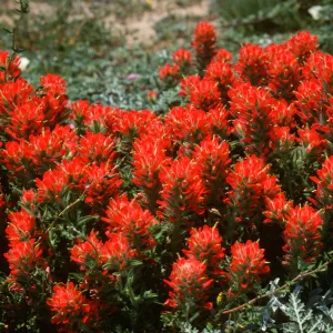 Castilleja mollis