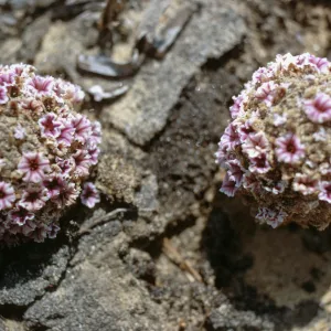 Pholisma arenarium