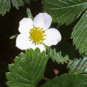 Fragaria chiloensis